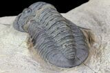 Crotalocephalina & Dalejeproetus Trilobite Association #76400-8